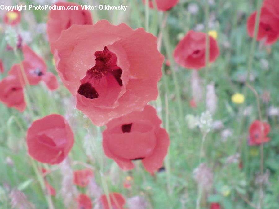 Blossom, Flora, Flower, Plant, Poppy, Geranium, Petal
