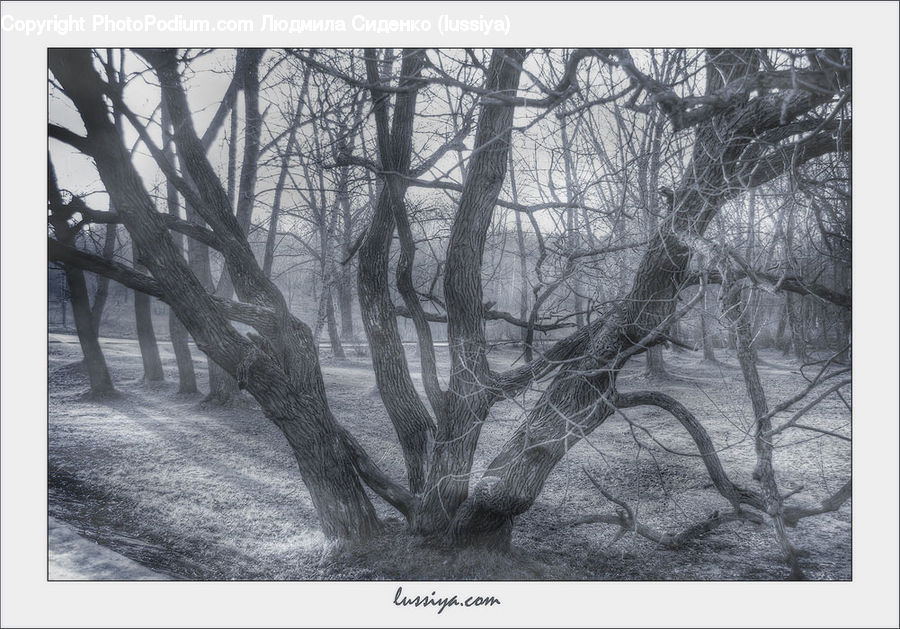 Ice, Outdoors, Snow, Plant, Tree, Oak, Wood