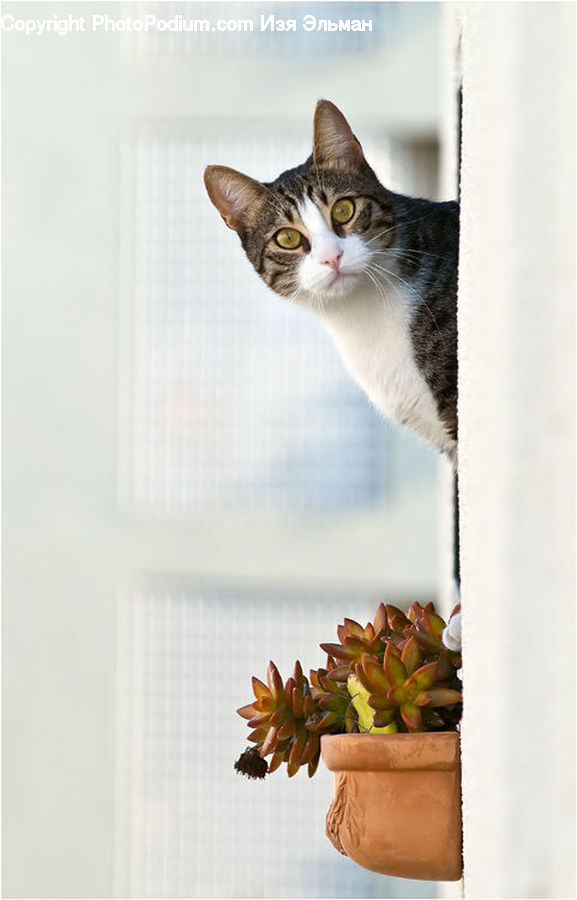 Pot, Pottery, Abyssinian, Animal, Cat, Mammal, Pet
