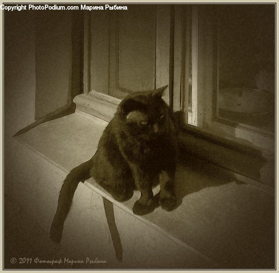 Animal, Cat, Mammal, Pet, Abyssinian