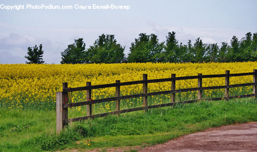 Dirt Road, Gravel, Road, Countryside, Grassland, Meadow, Outdoors