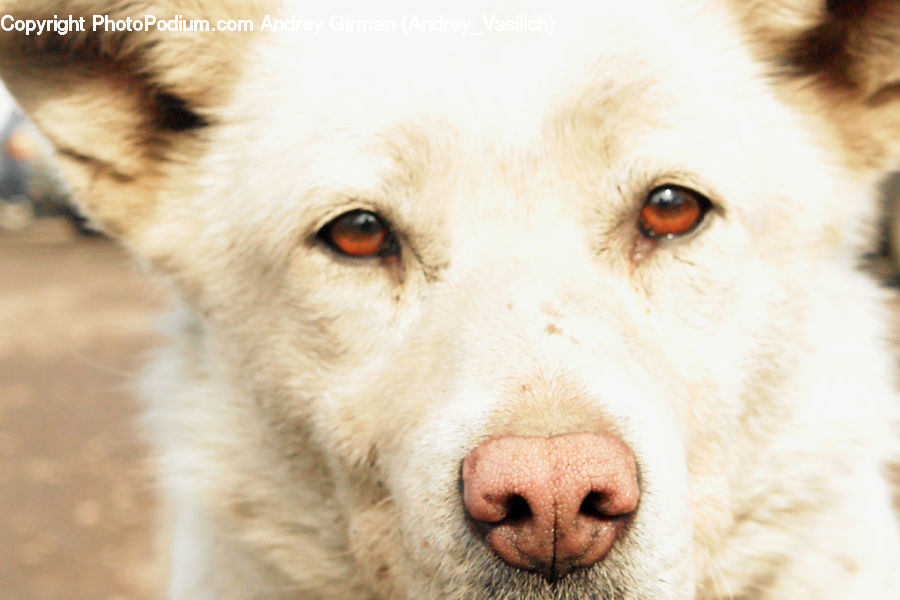 Animal, Canine, Dog, Husky, Mammal, Pet