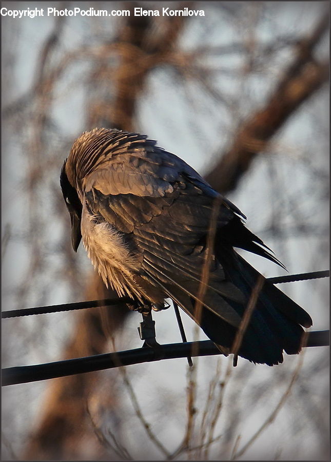 Bird, Blackbird