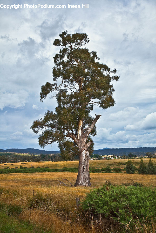 Plant, Tree, Field, Grass, Grassland, Land, Outdoors