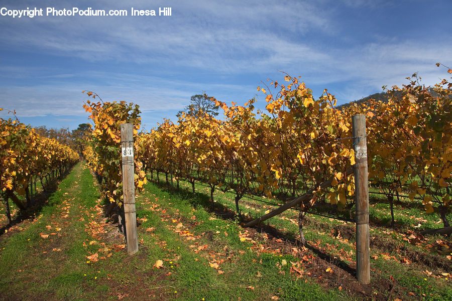 Countryside, Farm, Field, Vineyard
