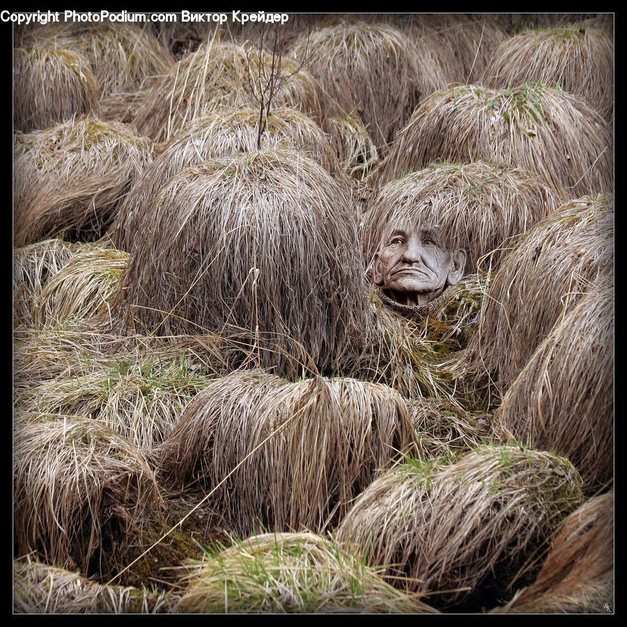 Hay, Straw, Grass, Plant, Reed, Arecaceae, Palm Tree