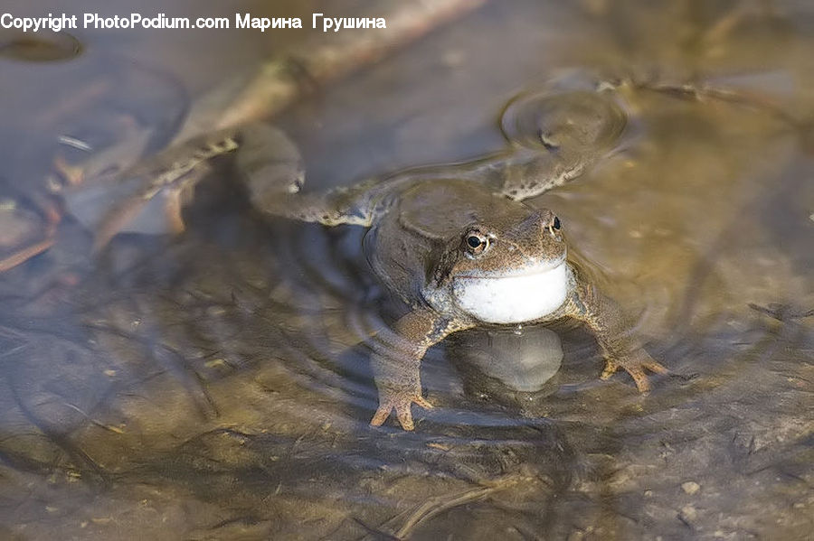 Amphibian, Frog, Wildlife, Toad, Aquatic, Water