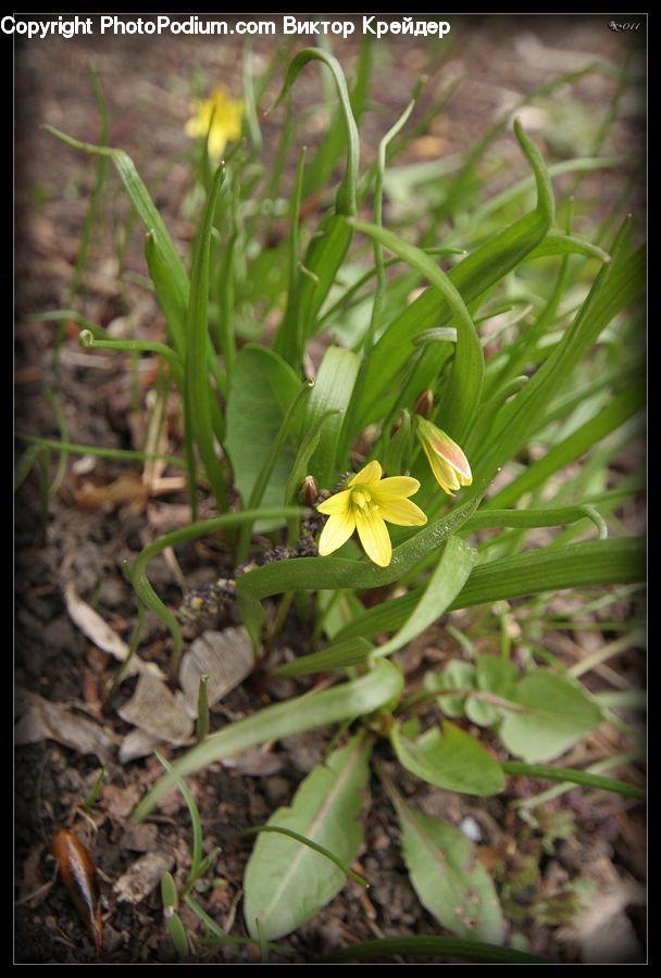 Blossom, Daffodil, Flora, Flower, Plant, Crocus, Asteraceae