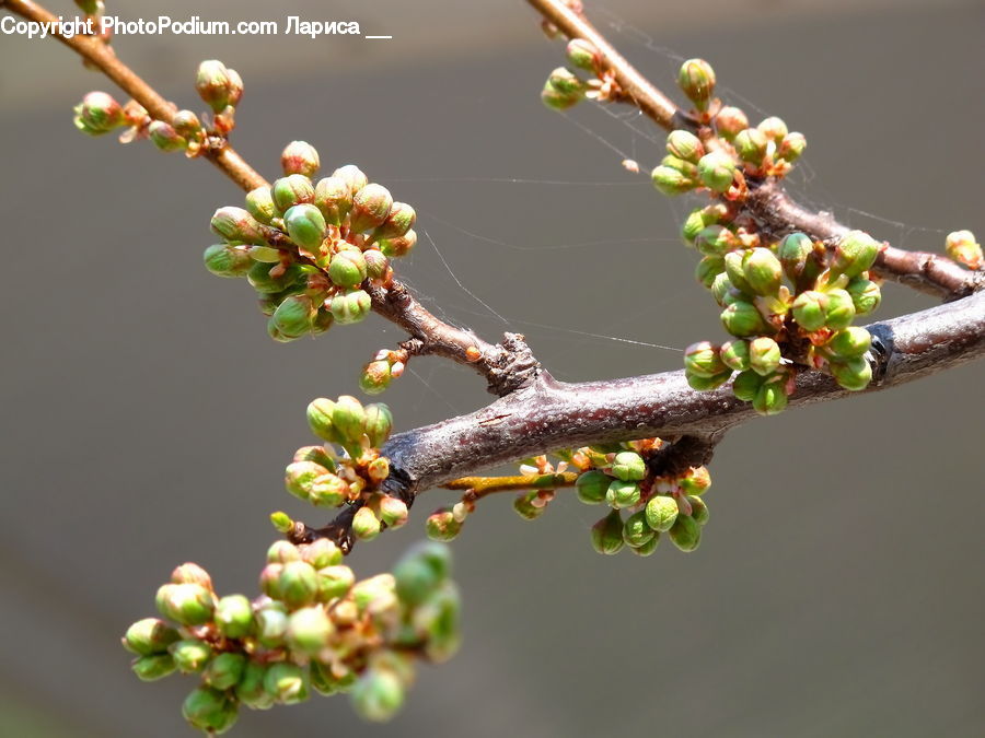 Bud, Plant, Aphid, Insect, Invertebrate, Fruit, Blossom