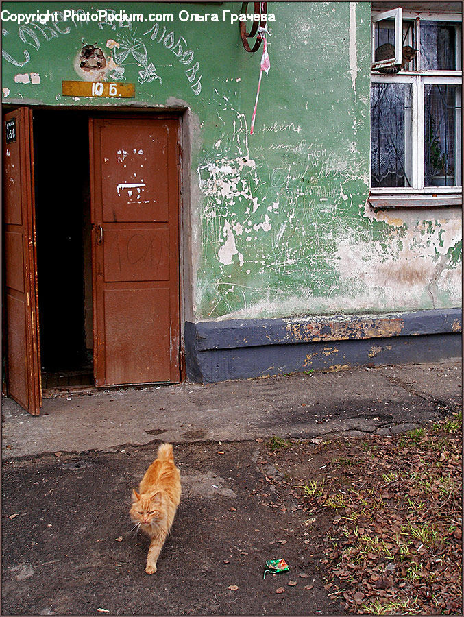 Dirt Road, Gravel, Asphalt, Tarmac, Animal, Pet, Adorable
