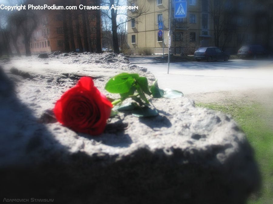 Blossom, Flower, Plant, Rose, Flower Arrangement, Flower Bouquet, Apartment Building