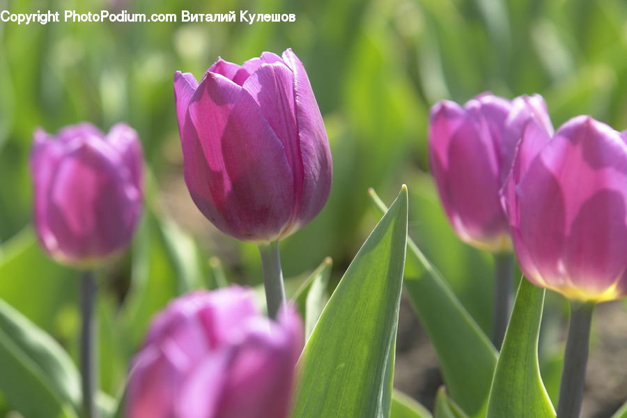 Blossom, Flora, Flower, Plant, Tulip, Crocus, Field