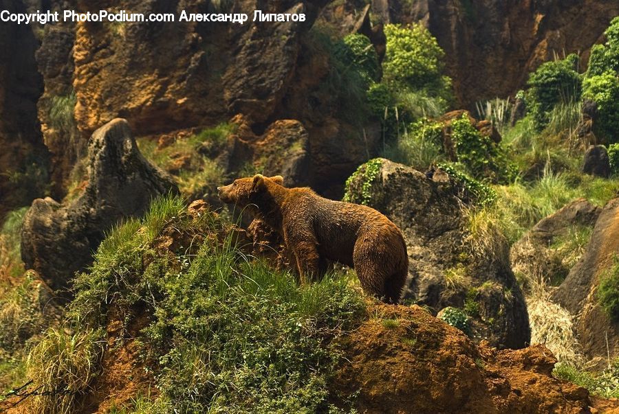 Animal, Bear, Brown Bear, Mammal, Cliff, Outdoors, Fir