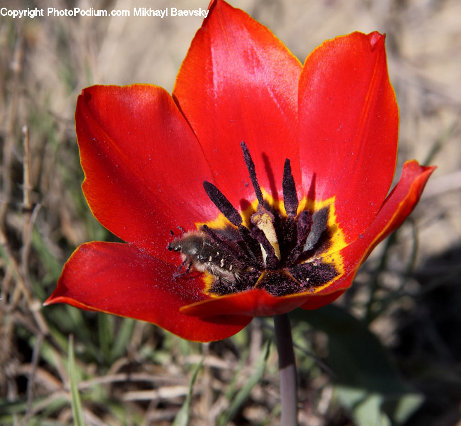 Flora, Pollen, Blossom, Flower, Plant, Tulip, Treasure Flower