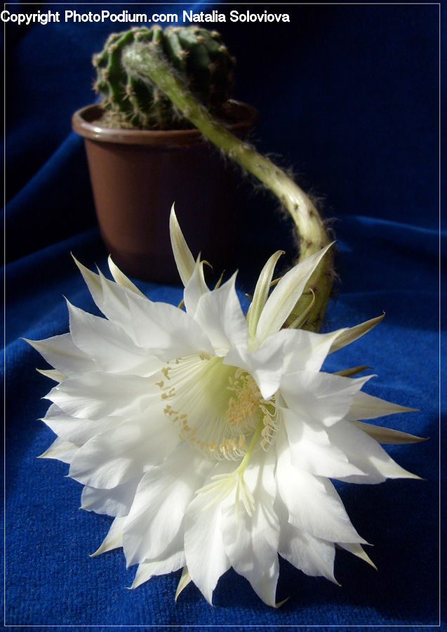Blossom, Flower, Peony, Plant, Cactus, Cabbage, Kale