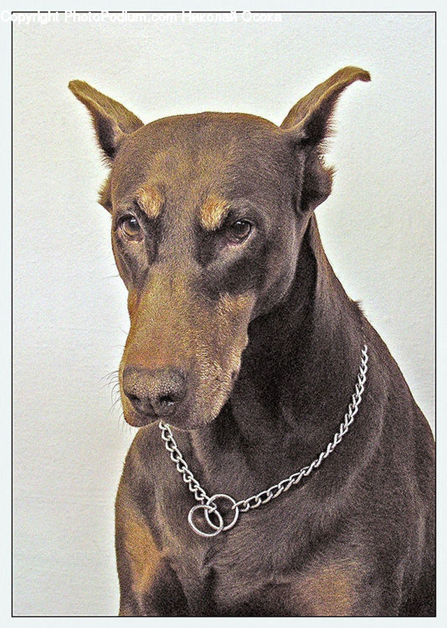 Animal, Bulldog, Dog, Pet, Pitbull