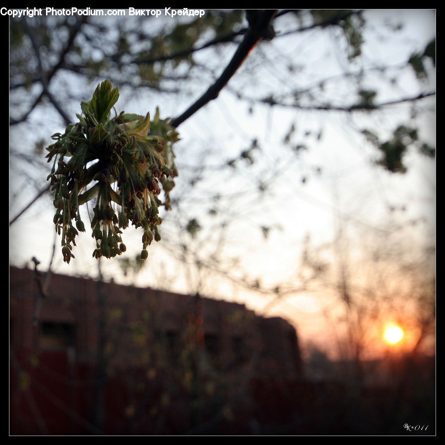 Conifer, Fir, Plant, Tree, Flare, Light, Sunlight