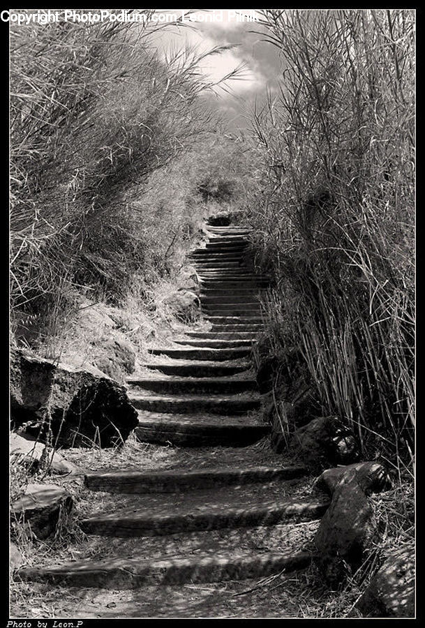 Path, Trail, Rock, Tree Stump, Forest, Grove, Land