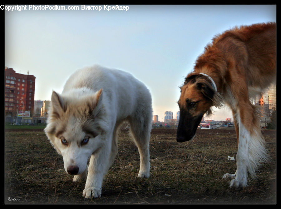 Animal, Canine, Dog, Husky, Mammal, Pet, Collie