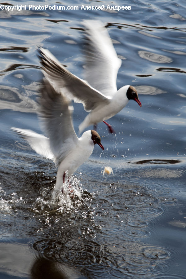 Bird, Seagull, Booby, Beak, Goose, Waterfowl, Penguin