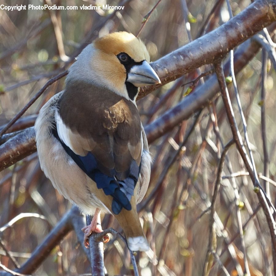 Bird, Blue Jay, Bluebird, Jay, Booby, Bee Eater, Goose