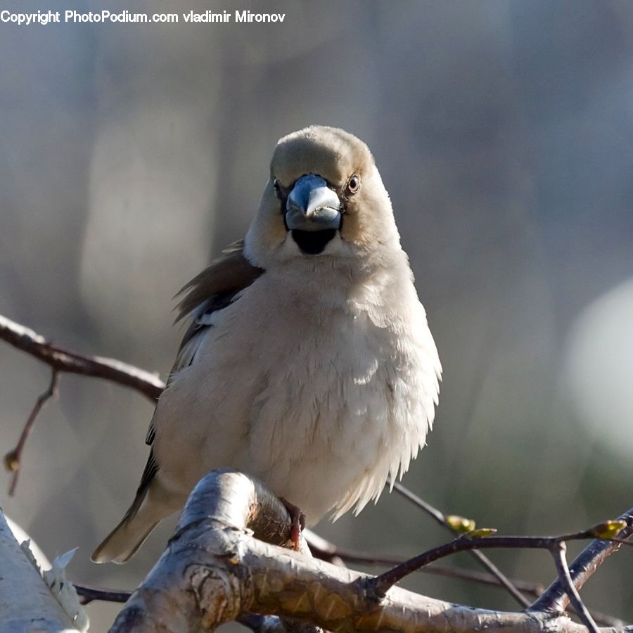 Bird, Blue Jay, Bluebird, Jay, Booby
