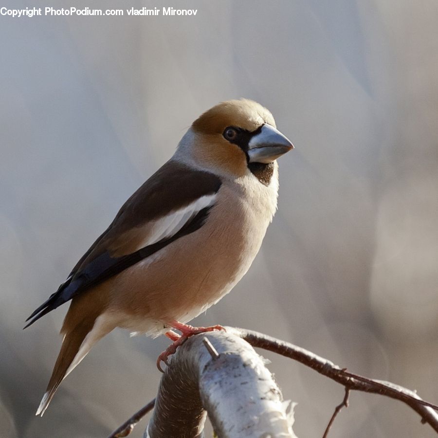 Bird, Swallow, Beak, Head, Portrait, Blue Jay, Bluebird