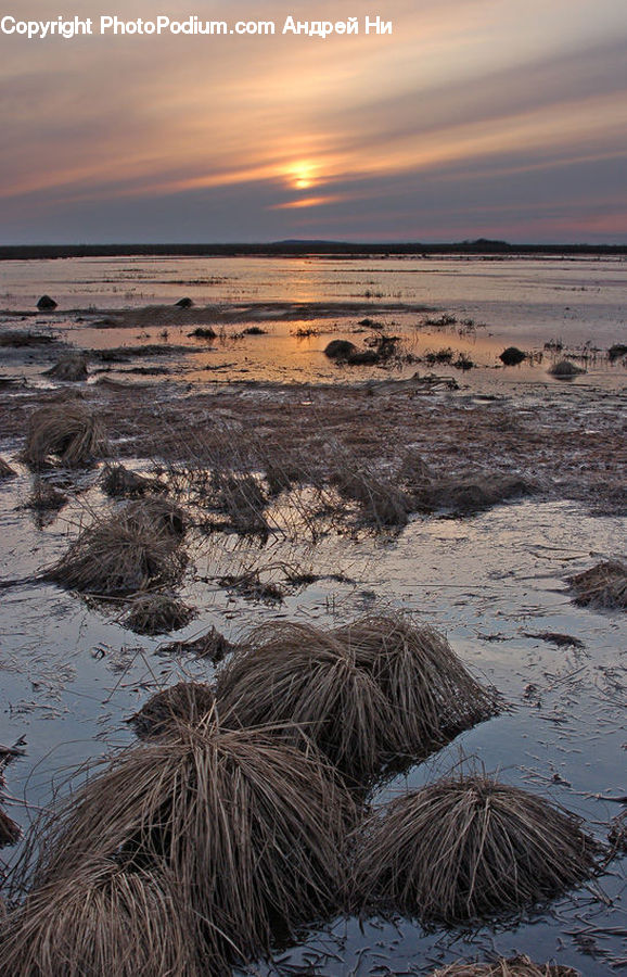 Beach, Coast, Outdoors, Sea, Water, Algae, Landscape