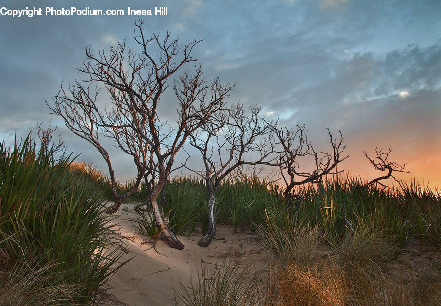 Grass, Plant, Reed, Desert, Outdoors, Bush, Vegetation