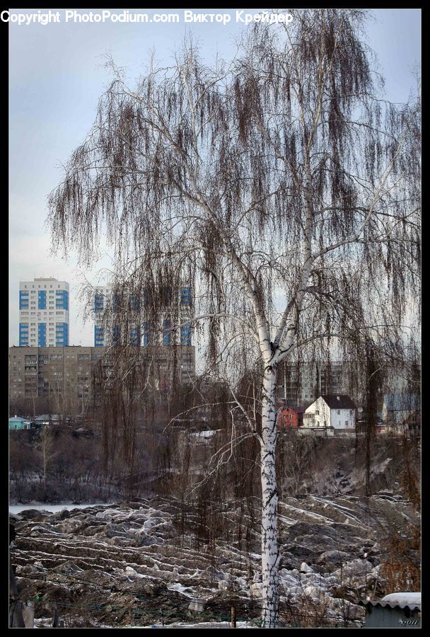 Birch, Tree, Wood, Plant, Grass, Reed, Forest