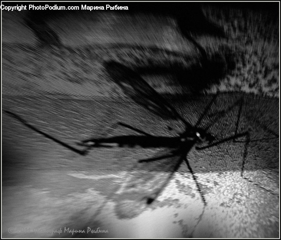 Insect, Invertebrate, Mosquito, Art, Modern Art