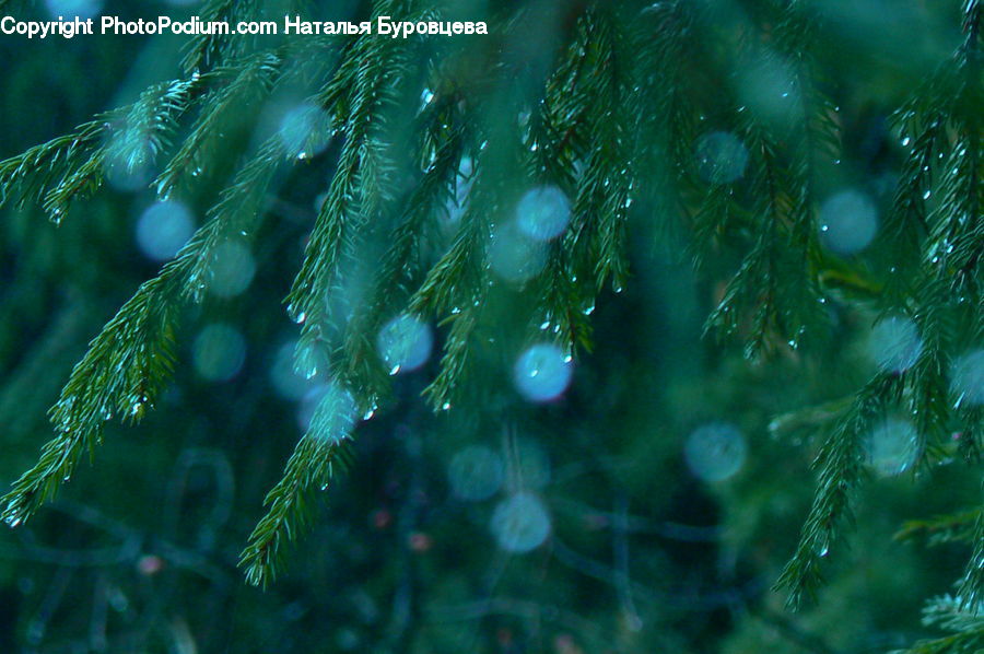 Conifer, Fir, Plant, Tree, Field, Grass, Grassland