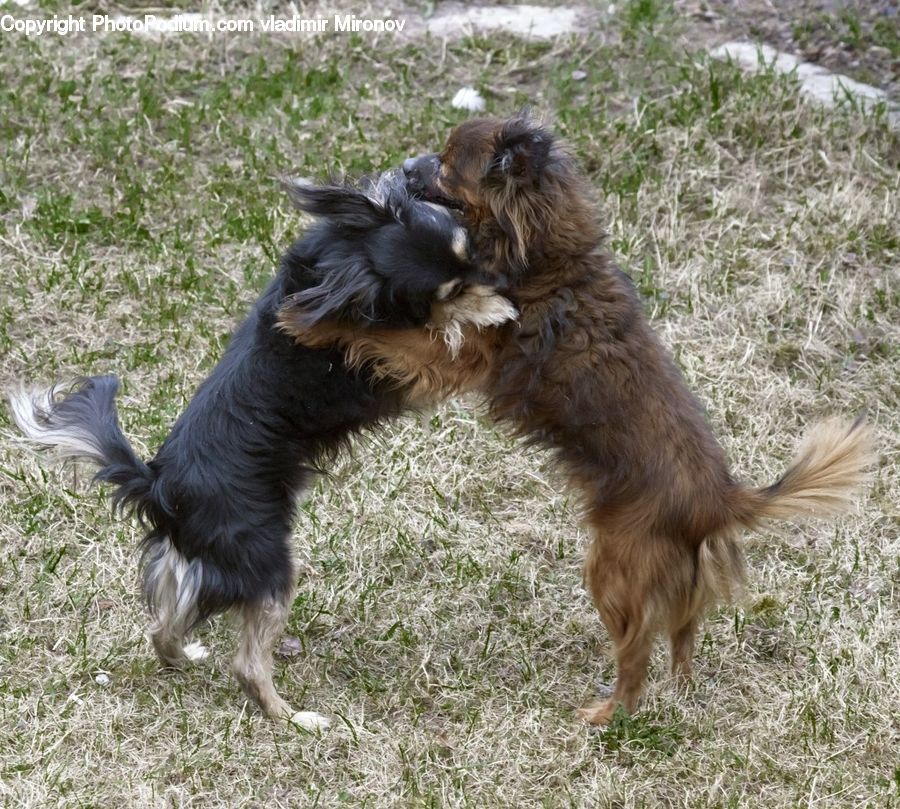 Animal, Canine, Dog, German Shepherd, Mammal, Pet, Terrier