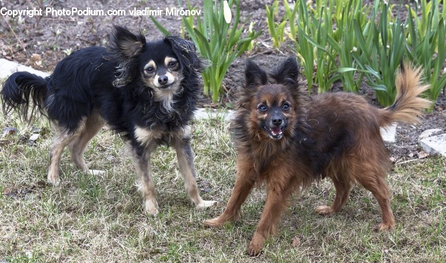 Animal, Canine, Dog, Mammal, Papillon, Pet, Spaniel