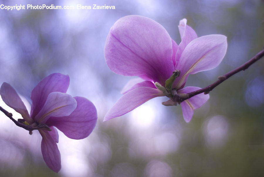 Blossom, Flora, Flower, Geranium, Plant, Crocus, Lilac