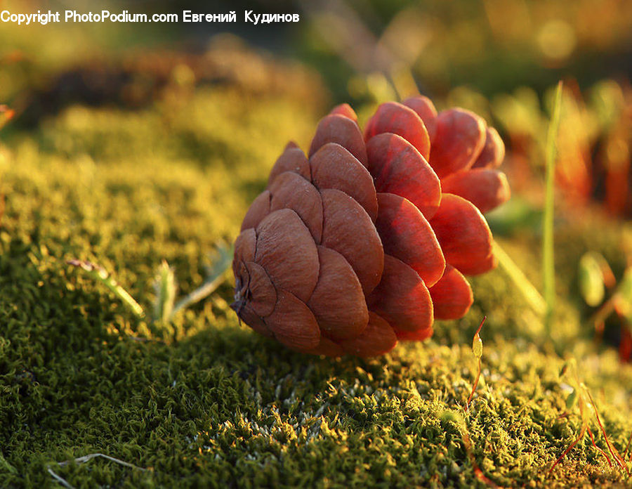 Moss, Plant, Conifer, Fir, Tree, Blossom, Flora