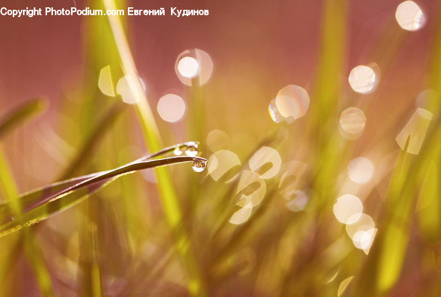 Lighting, Flare, Light, Sunlight, Field, Grass, Grassland