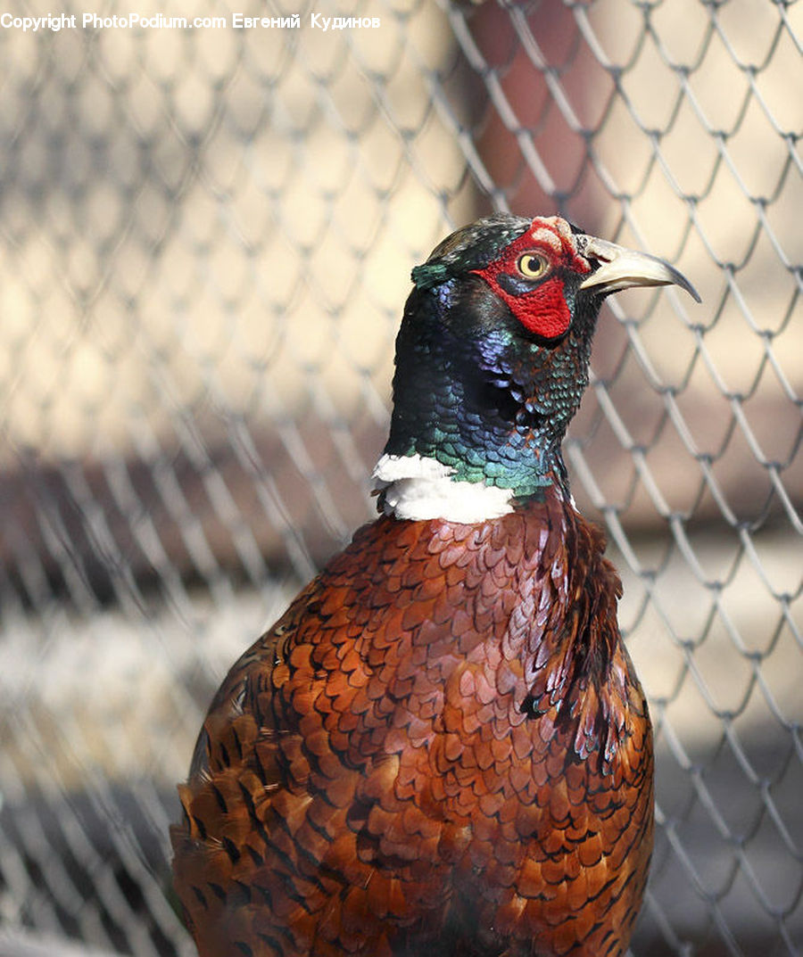 Bird, Pheasant, Partridge, Cream, Creme, Dessert, Food