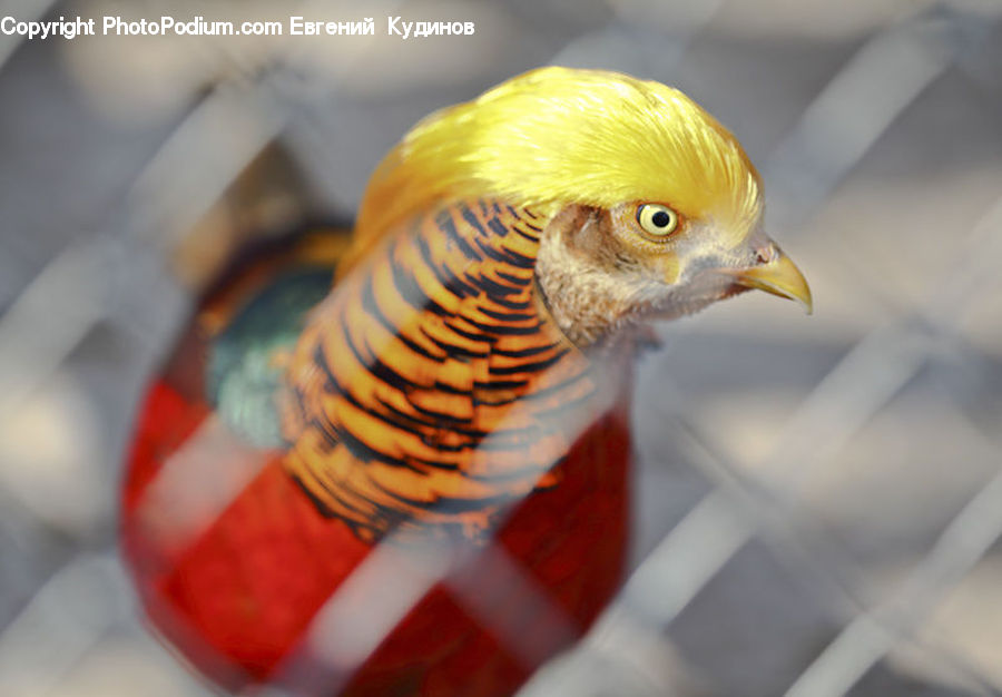Bird, Pheasant, Beak