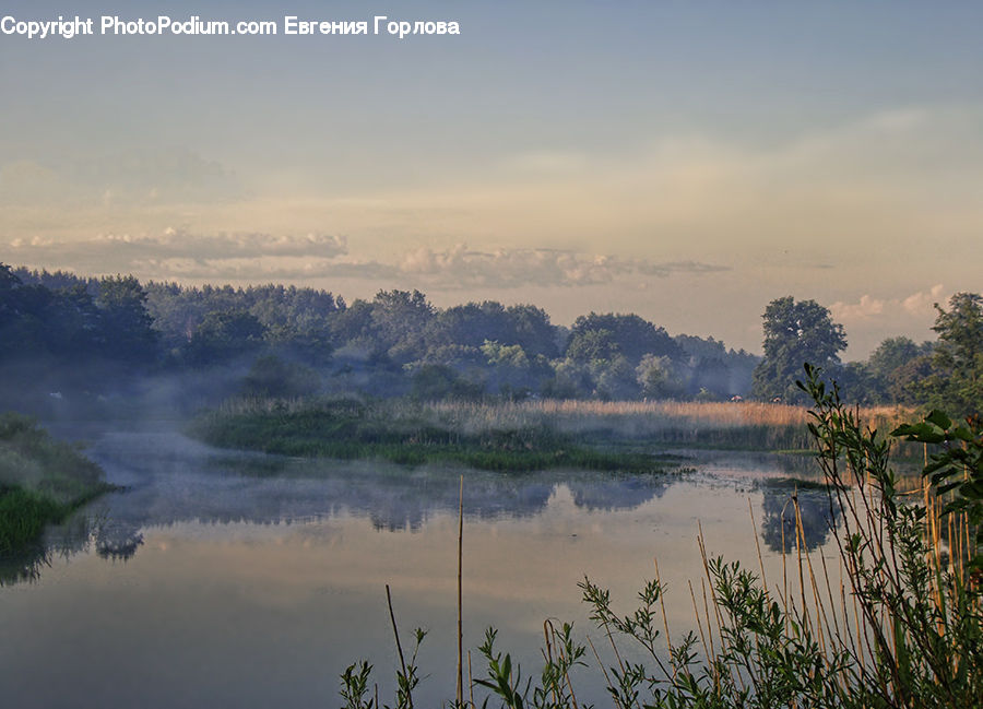 Grass, Plant, Reed, Lake, Outdoors, Water, Dawn