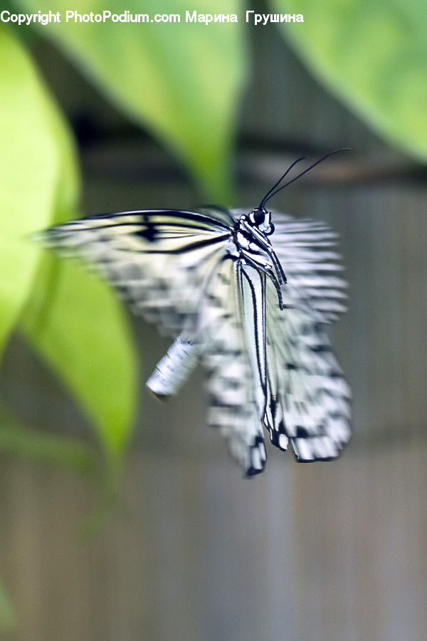 Butterfly, Insect, Invertebrate, Anisoptera, Dragonfly, Blossom, Flora