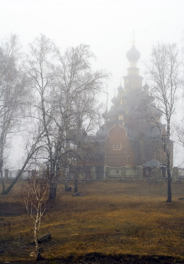 Fog, Mist, Outdoors, Plant, Tree