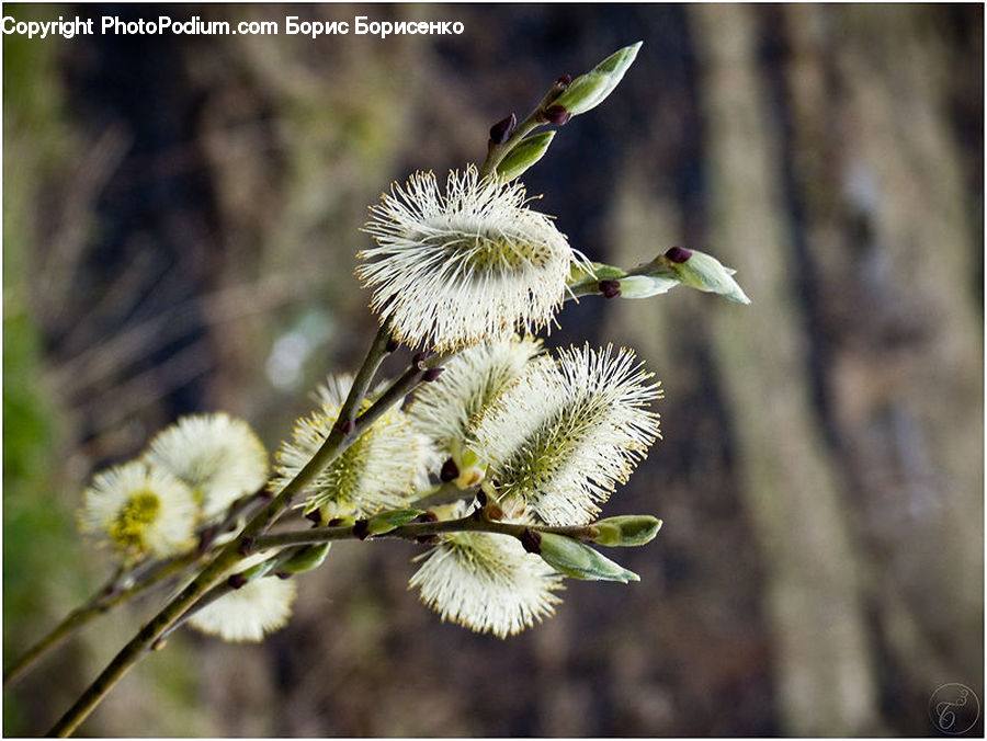 Blossom, Flora, Flower, Plant, Conifer, Fir, Tree