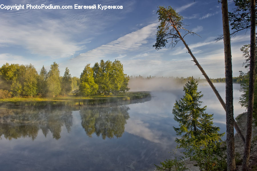 Conifer, Fir, Plant, Tree, Larch, Wood, Pine