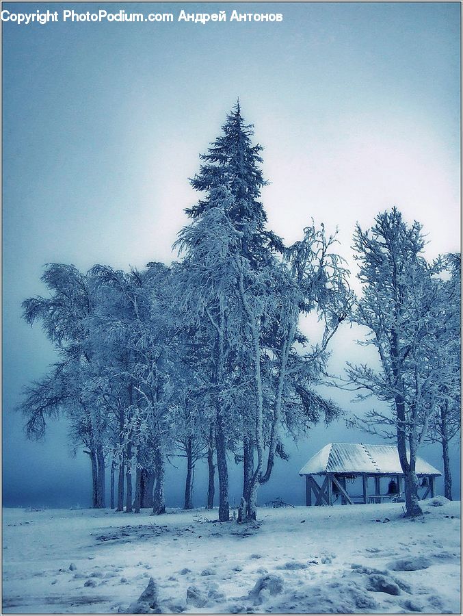 Ice, Outdoors, Snow, Plant, Tree, Frost, Conifer