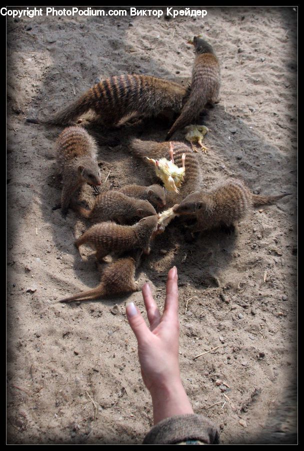 Animal, Mammal, Otter, Boar, Hog, Pig