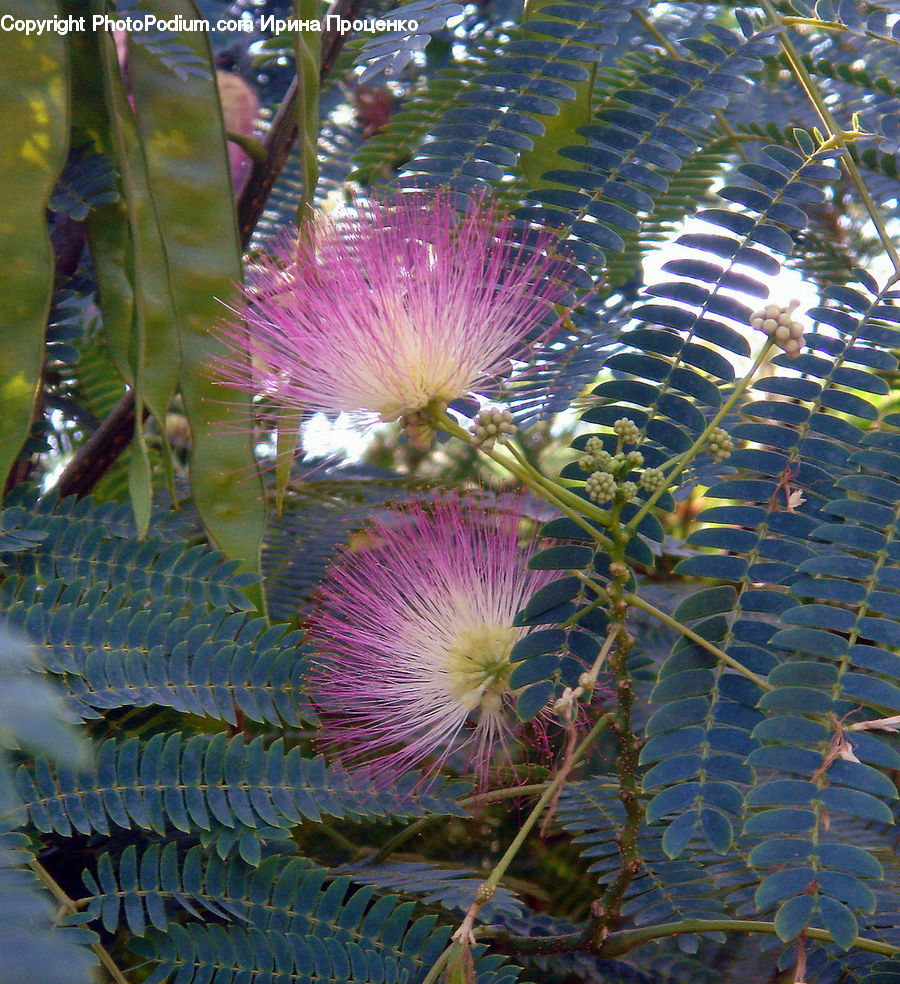 Flower, Mimosa, Plant, Blossom, Flora, Fish, Sea Life
