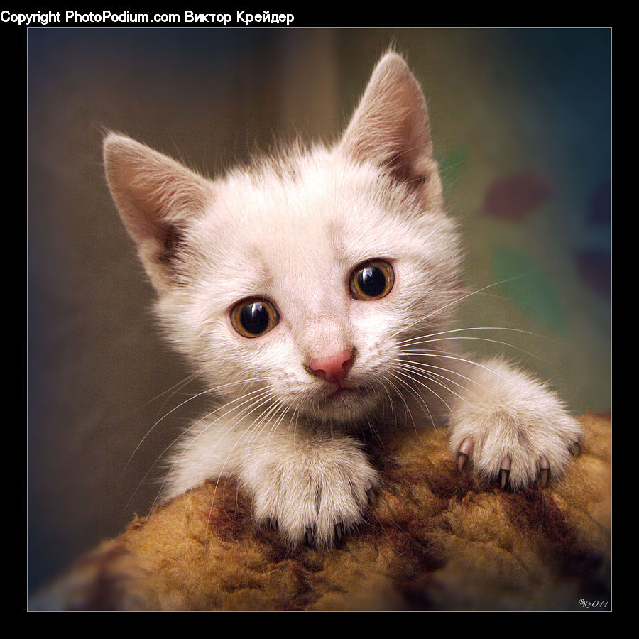 Animal, Cat, Kitten, Mammal, Pet, Manx, Siamese