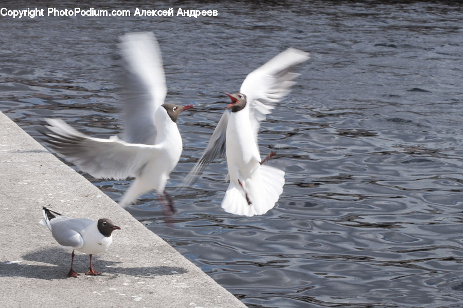 Bird, Seagull, Ardeidae, Swan, Waterfowl, Crane Bird, Egret