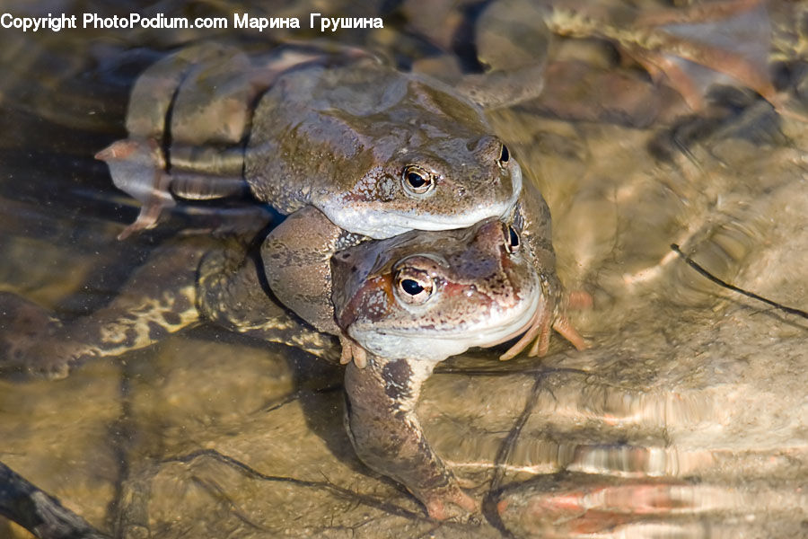 Amphibian, Frog, Wildlife, Carp, Fish, Sea Life, Anaconda